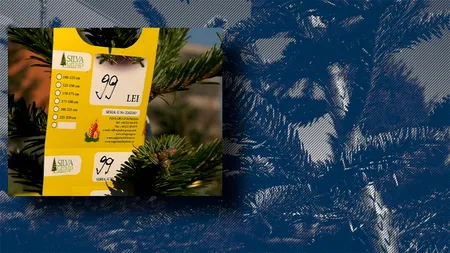 EXCLUSIV VIDEO | Bradul, simbolul Crăciunului. Cât costă ACUM arborii în piețe și în hypermarketuri: „Prețurile sunt bune”