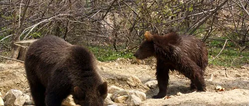 Ce probleme creează urșii în Băile Tușnad. Unul dintre păgubiți, tatăl fostului ministru Korodi