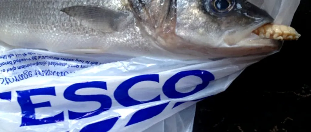 FOTO: Parazitul găsit în gura unui pește cumpărat din magazin. Semăna cu ceva dintr-un film horror