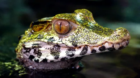 O femeie a scos un aligator din pantaloni după ce a fost oprită de poliție