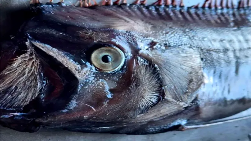 DESCOPERIRE sinistră în adâncul Oceanului Indian. E supranumit „peștele Apocalipsei”!