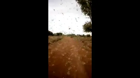 VIDEO. Invazia de lăcuste, o nouă amenințare în Africa, pe lângă criza de COVID-19 / Cea mai mare invazie din ultimii 70 de ani