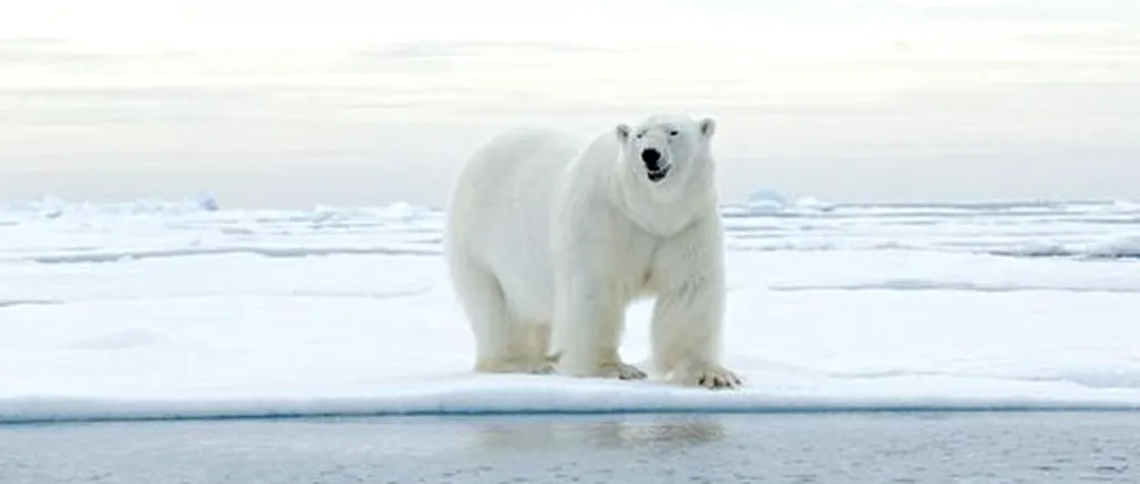 Un grup de cercetători ruși a fost încojurat de 10 urși polari pe o insula din Oceanul Arctic. Cum au reușit să scape