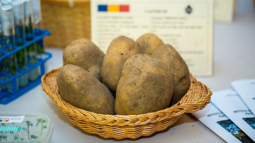 Cultura cartofului românesc, în derivă. Cifrele privind suprafețele însămânțate se bat cap în cap