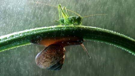 GALERIE FOTO. Cum fac față insectele unei ploi torențiale