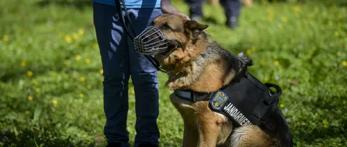 Doi câini ai Jandarmeriei București sunt aniversați de Ziua Națională