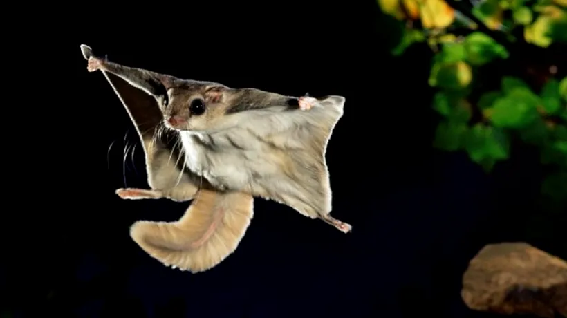 GALERIE FOTO. Imagini inedite cu veverițele zburătoare 