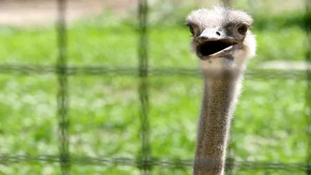 Grădina zoologică de la Bucov, unde un struț a murit luna trecută, a primit ca donație trei struți