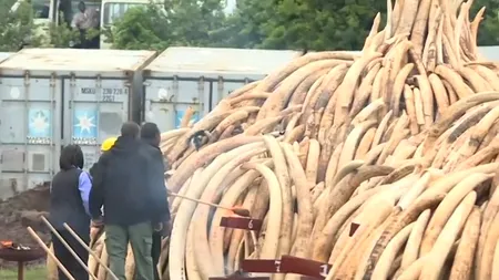 Motivul pentru care președintele Kenyei a dat foc la peste 100 de tone de fildeș