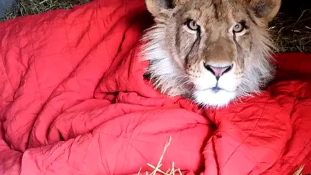 Un pui de leu salvat acum doi ani nu poate adormi fără pătură chiar și după ce a crescut mare