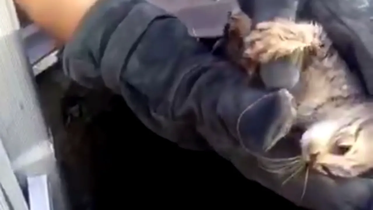 #cugandullaanimale. Aruncat la ghenă, ca un gunoi. Un pisoi a fost salvat de pompierii din Bistrița: „Lume multă, oameni puțini