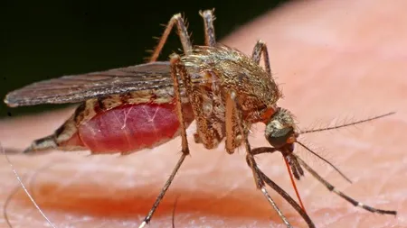 Țânțarii, arma secretă pe care voiau să o folosească naziștii în timpul războiului