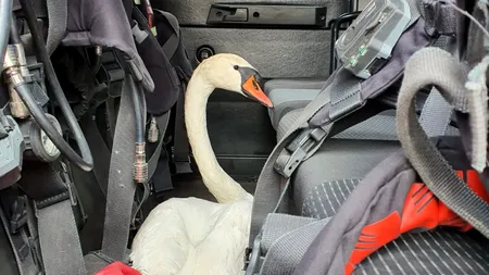 LEBĂDĂ salvată de la îngheț devine „colega” pompierilor constănțeni: „Am plecat cu ea la intervenţie!”