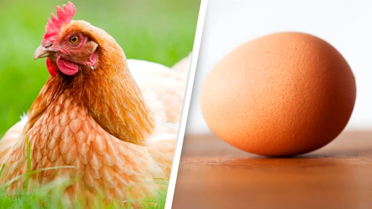 MISTERUL „oul sau găina” a fost rezolvat. Cine a apărut mai întâi?