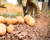 Trucul prin care obții 100 de kilograme de cartofi doar pe un metru pătrat de teren. SECRETUL grădinarilor cu experiență