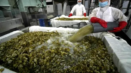 Șase persoane au murit în Japonia în urma contaminării cu bacteria E. coli