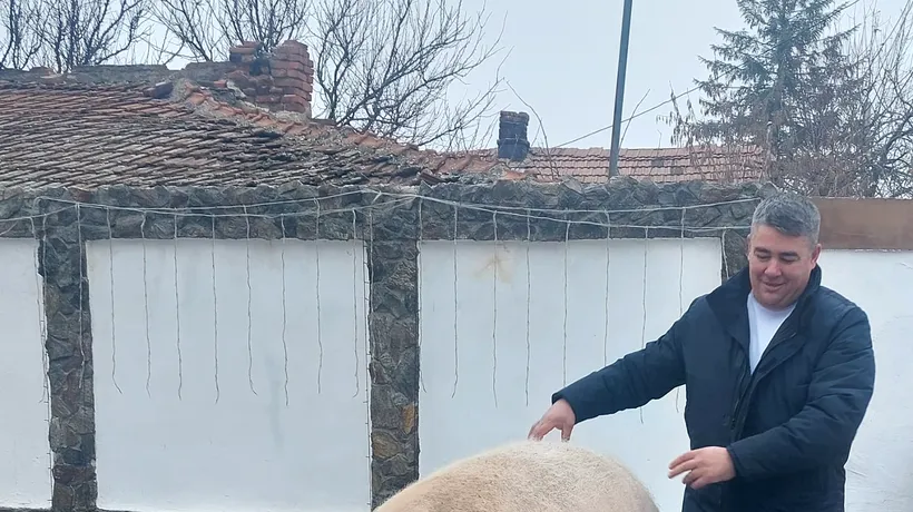FOTO | Cel mai mare porc de Crăciun de anul acesta a fost sacrificat astăzi la Craiova. Marcel cântărea peste 714 kilograme