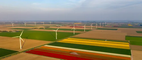 GALERIE FOTO: Câmpurile olandeze de lalele. Când a fost plantată prima lalea în această țară