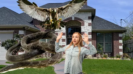 Clipe de coșmar pentru o femeie ATACATĂ în același timp de un șarpe și un șoim. Reptila a căzut „din cer” direct pe ea