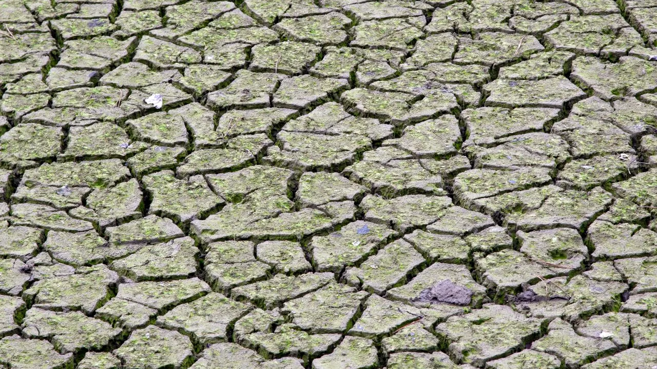 Prima țară din lume afectată de foamete ca urmare a schimbărilor climatice. Locuitorii, nevoiți să mănânce lăcuste pentru a supraviețui