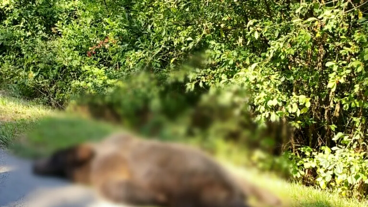 Partidă de vânătoare de mistreți cu final neașteptat, în județul Dâmbovița. Vânătorul a fost ATACAT de un urs, pe care l-a și împușcat