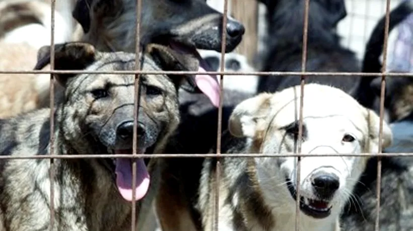 ASPA: Peste 300 de câini fără stăpân, ridicați de la 122 de unități de învățământ din Capitală 