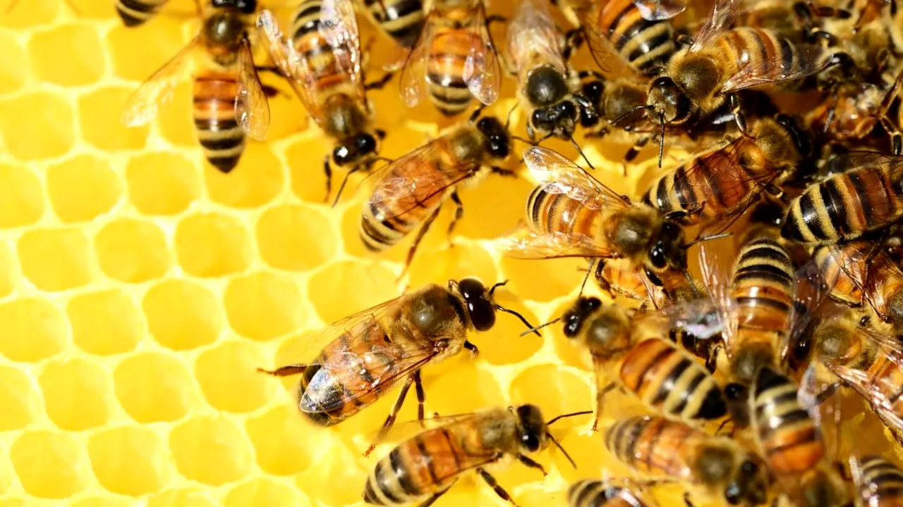 Apicultorii români salută decizia MADR de interzicere a folosirii neonicotinoidelor la cultura de floarea soarelui. Ei se tem însă că unii fermieri n-o vor respecta