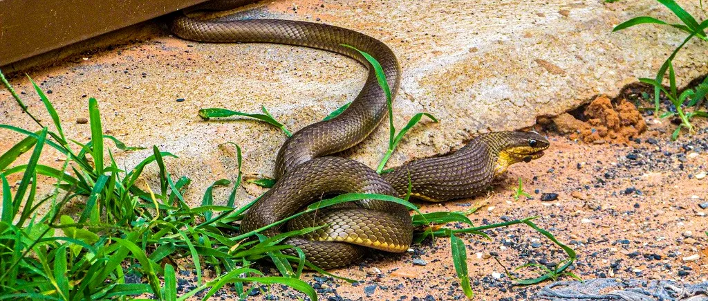 Brazilia: Veninul unui șarpe uriaș ar putea opri răspândirea Covid-19