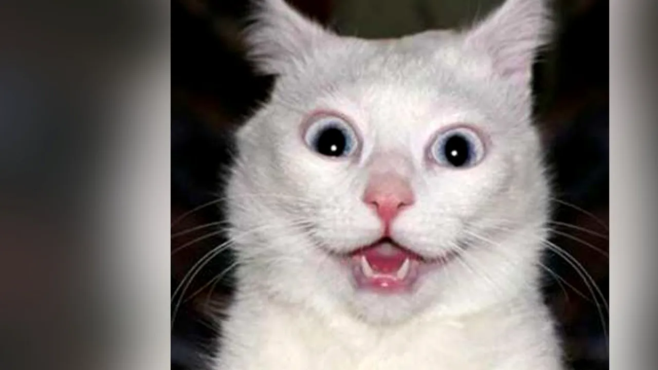 Care rasă de pisici este cea mai vorbăreață? Cercetătorii încearcă să stabilească dacă pisicile miorlaie cu accent