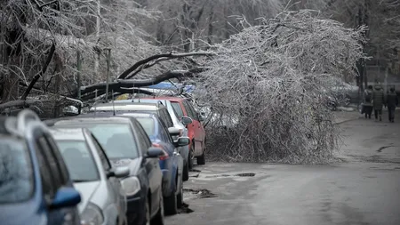 Primăria Sectorului 4, mai generoasă decât firmele de asigurări. DESPĂGUBIRI pentru mașinile avariate de COPACII CĂZUȚI