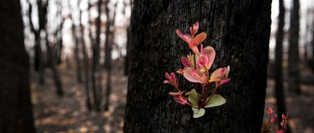 FOTO Au fost surprinse primele plante care s-au regenerat în urma incendiilor din Australia