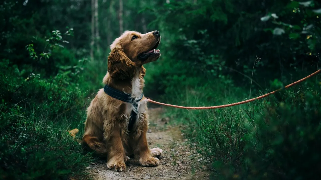 INCREDIBIL! Fostul iubit plătise un asasin să o ucidă, însă femeia a fost salvată în ultimul moment de câinele ei!