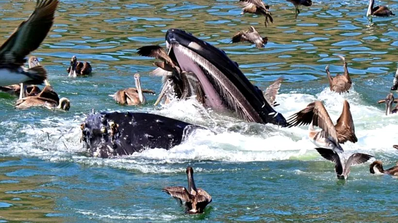 FOTO. Lupta unui pelican pentru a ieși din gura unei balene