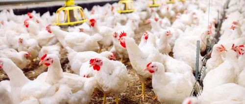 Gripa aviară face RAVAGII! Fermierii nu au unde să mai îngroape păsările moarte