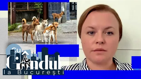 VIDEO EXCLUSIV | Consilier general: Bucureștenii nu sunt protejați împotriva câinilor fără stăpân, la 9 luni de la moartea unei femei pe Lacul Morii