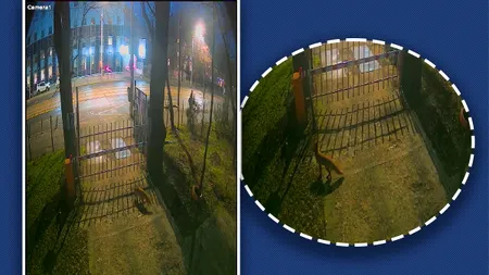 Trei vulpi au fost surprinse de camerele de supraveghere ale Muzeului Antipa: