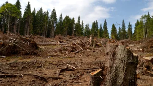 Aproape 2.000 de arbori tăiați ilegal în pădurea din Nadăș, satul retrocedat unei singure familii