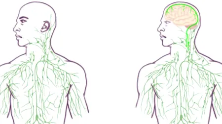 Legătura directă între creier și sistemul imunitar, descoperită de medicii americani, o șansă mare pentru bolnavii de Alzheimer, scleroză în plăci sau autism