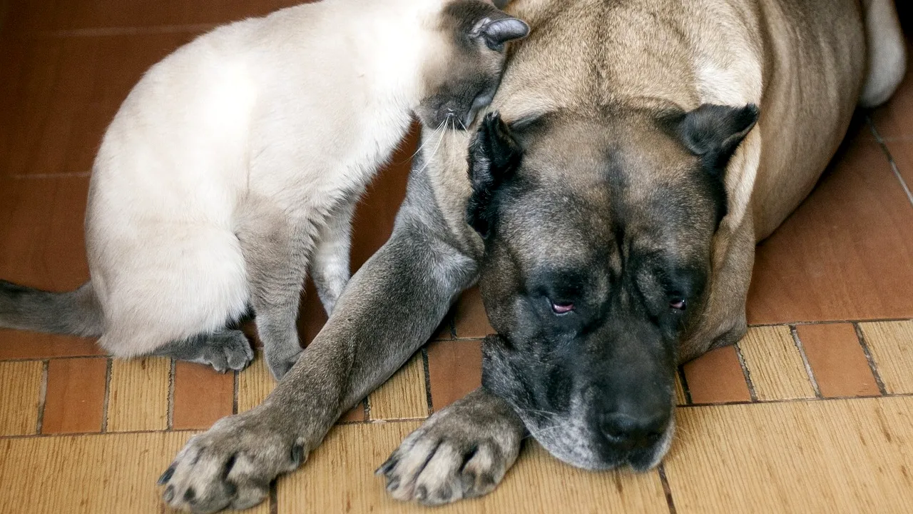 Cruzime fără margini în Galați. Un bărbat a UCIS în bătaie câinele și pisica fostei iubite dintr-un motiv șocant. Acum riscă ani grei de închisoare