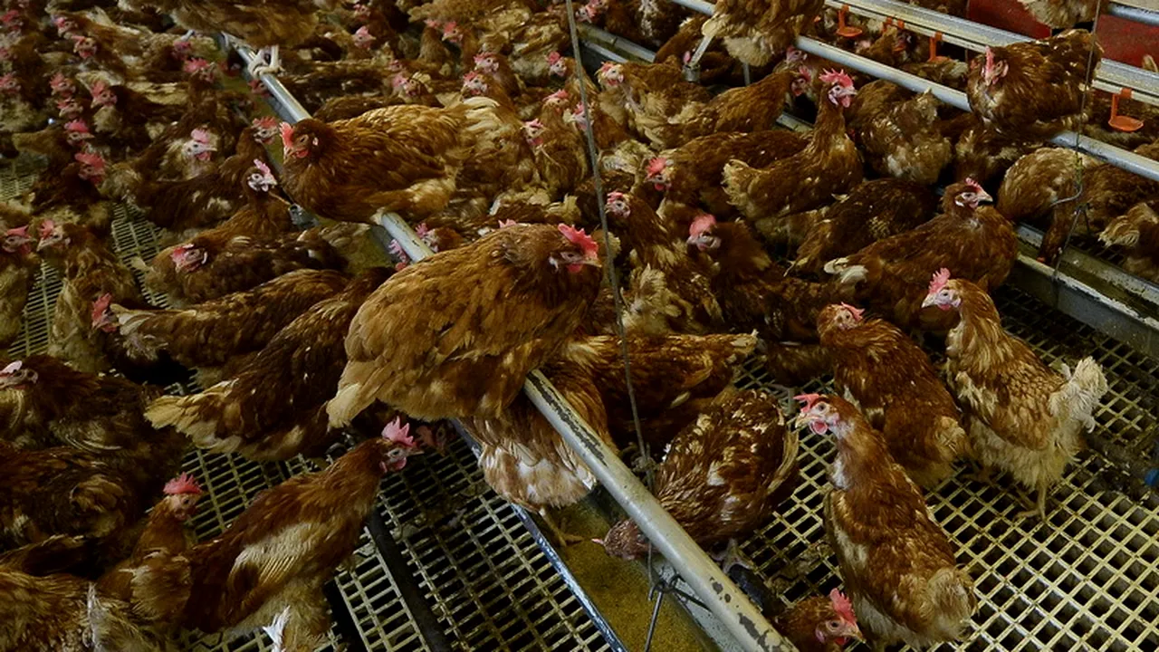 Peste 13 tone de carne de pui cu suspiciune de pestă aviară, puse sub sechestru la un abator