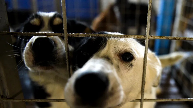 Asociația Cuțu, cuțu: Nu am trimis câini în străinătate.  Băncescu să numească ONG-urile pentru care are dovezi