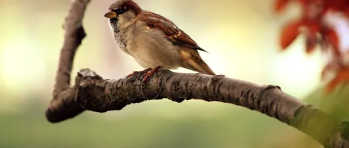 Păsările îşi pierd talentul de a cânta şi uită melodiile pe care le cântă de generaţii (STUDIU)
