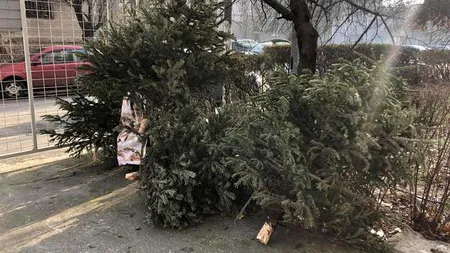 Unde se pot arunca brazii de Crăciun în sectorul 6 din Capitală! Sunt 22 de puncte de colectare