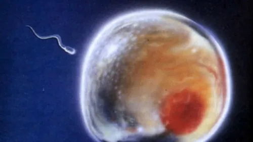 Cercetătorii francezi au creat primii spermatozoizi umani în laborator