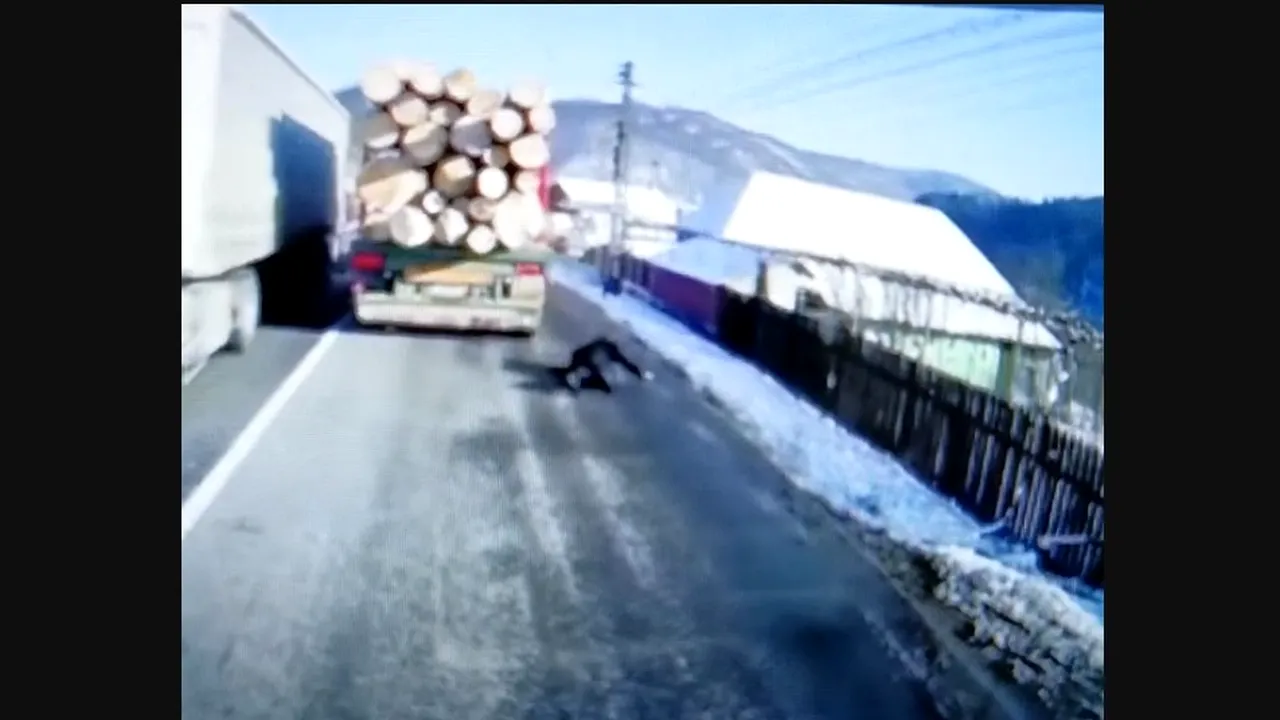 Scene controversate: Un bărbat se izbește intenționat de un tir încărcat cu lemne aflat în mișcare! - VIDEO