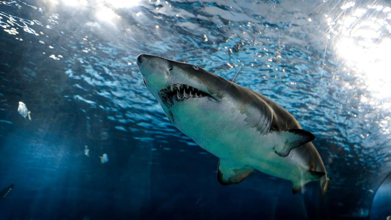 Un bărbat a fost sfâșiat de un rechin în largul plajei Little Bay din Sydney