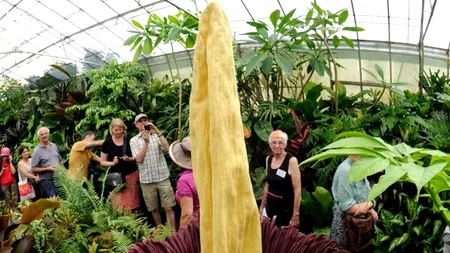 Noua atracția unei grădini botanice este una dintre cele mai neobișnuite plante din lume