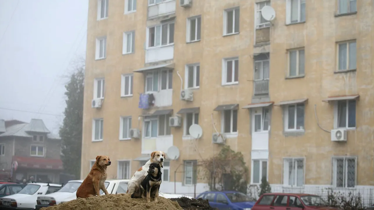 Soluția găsită de primarul Timișoarei pentru a proteja cetățenii de câinii fără stăpân: 