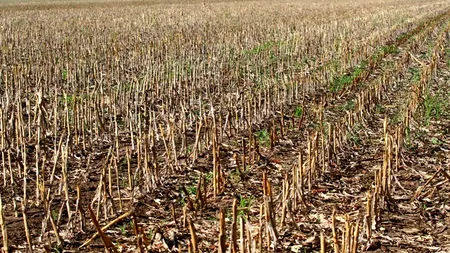 Agricultorii cu pagube în 2013 din cauza calamităților naturale ar putea fi scutiți de impozit