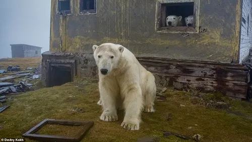 VIDEO | 30 de urși polari au ocupat o fostă stație meteo, între Rusia și Alaska. Imaginile sunt spectaculose